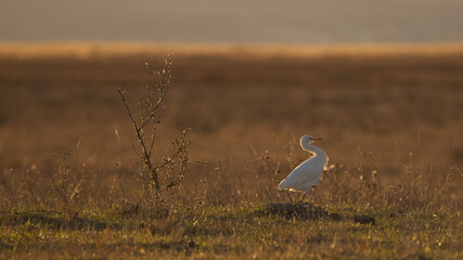 Kuhreiher in einer Graurinderweide bei Sonnenuntergang