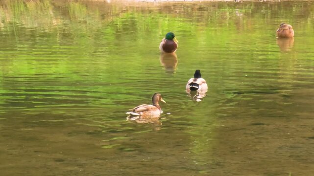 Wild duck is swimming in the water