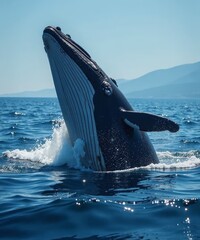 Whale jumping out of water © Komangiisdwijayant