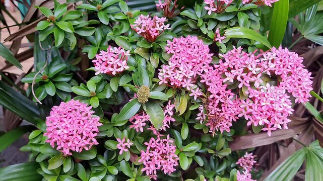 Closeup video of pink ixora coccinea flower clusters blooming vibrantly in home garden