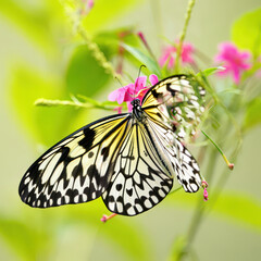 A Stunning Paper Kite Butterfly Gracefully Resting on Delicate Pink Flowers Amidst Lush Green Foliage, Showcasing Nature's Intricate Patterns and Serene Beauty