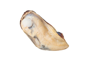 Side view of one unpeeled cooked or steamed green mussel isolated with clipping path in png file format