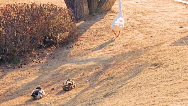 Daejeon, South Korea - 1 Oct, 2024 : KAIST campus goose flock wandering