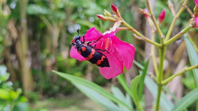 Macro shot of red blister beetle feeding on pink flower garden scene closeup natural
