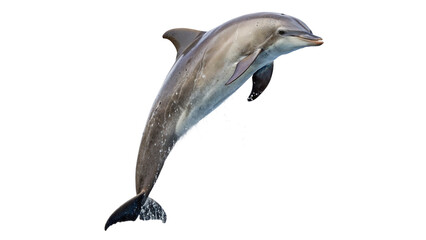 Fototapeta premium Dolphin jumps leaps above the water's surface isolated on transparent background cut out