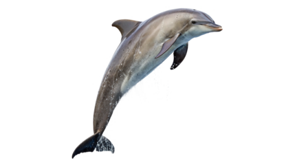 Dolphin jumps leaps above the water's surface isolated on transparent background cut out