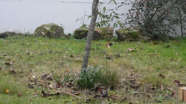 Observation du Pic vert