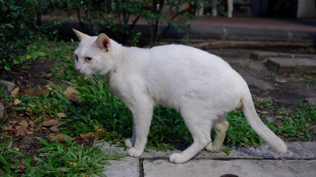 White domestic cat pouncing on something in grass, playful hunting behavior of curious street cat, natural feline instinct and movement in urban park environment