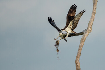 Osprey pair in flight exchanging nesting material