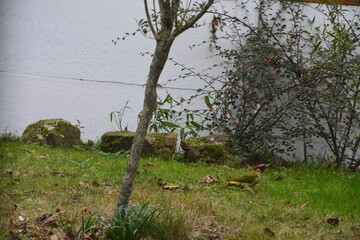 Observation du Pic vert