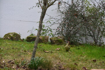 Observation du Pic vert