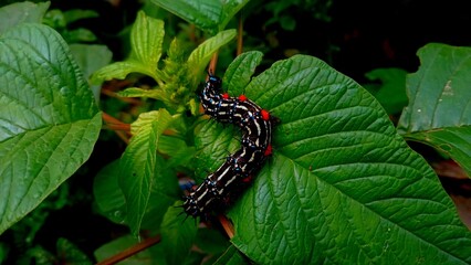 The image shows a caterpillar of the species Doleschallia bisaltide, also known as the Autumn Leaf caterpillar.