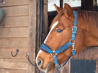Horse in stable