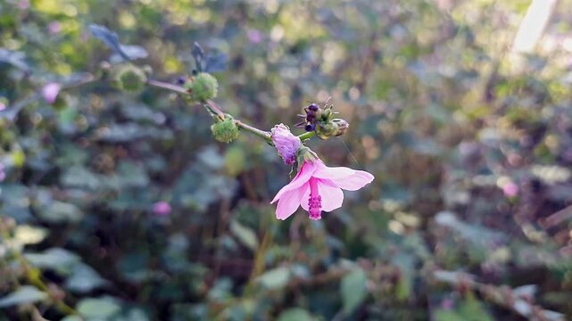 closeup of a large black ant explores the delicate pink petals of a wild mallow flower