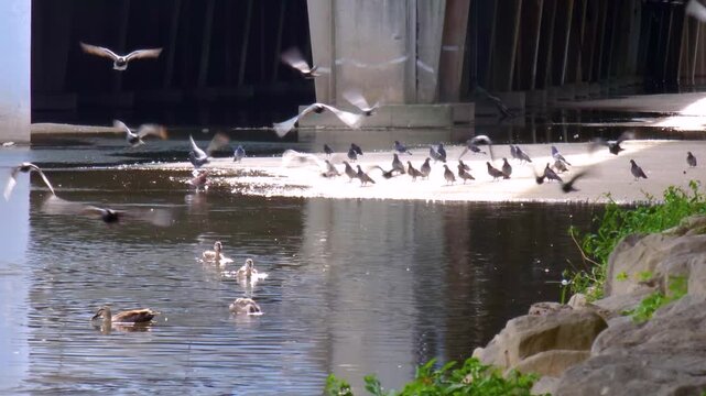 Wild duck is swimming in the water