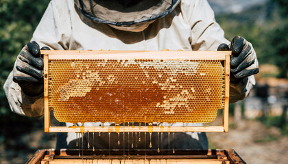 Skilled Apiarist Displaying Fresh Honeycomb Frame During Summer Harvest in Organic Beekeeping Operation