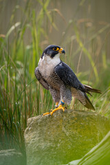 peregrine falcon perched on a rock falconry