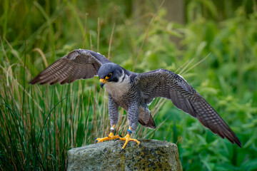 peregrine falcon perched on a rock falconry