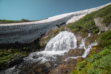 Big waterfall flows from mossy rock under snow cornice in sunny day. Green alpine scenery with pure mountain creek among wild lush flora in bright sun. Large river source under snowfield in sunlight.