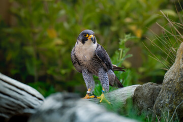 peregrine falcon perched on a rock falconry