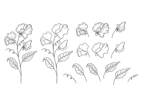 Sweet pea - April birth month flower, line art vector set in monochrome style. Hand drawn botanical illustration. Floral sketch expressing individuality, minimalism and tattoo design concepts.