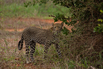 Leopard side view behind bushes looking at camera, Kenya, Africa