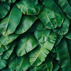 Fototapeta premium A lush arrangement of vibrant green banana leaves creating a natural backdrop filled with texture and harmony.