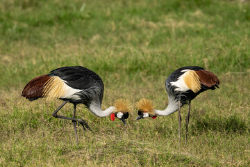 Fototapeta premium Couple of grey crowned crane or gray crowned crane, Balearica regulorum in Kenya