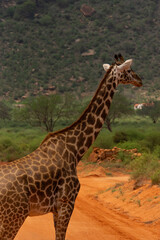 Giraffe side view showing legs, neck and head looking away, Kenya, Africa