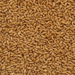 Fototapeta premium A dense, uniform background of raw golden wheat kernels creates a rich texture. Ideal for agricultural themes, baking, and dietary concepts ,yellow ,raw ,healthy