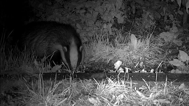 European Badger  foraging  at  night   black and  white  wildlife  