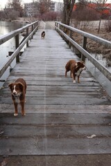 Australian Shepherd Dogs on Frosty Wooden Bridge