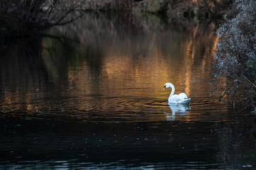 Schwan im Wasser mit kreisf&ouml;rmigen Wellen und Spiegelung in der Abendd&auml;mmerung an Fluss Erms in Neckartenzlingen