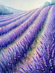 Lavender field in the rainy day