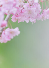 美しい枝垂れ桜の花アップ
