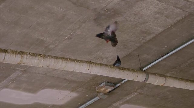 Urban pigeons foraging on walkway