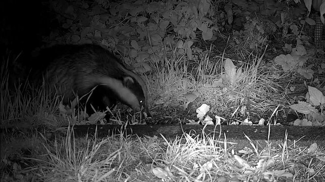 European badger  at  night  looking  for  food  in its  natural  habitat 