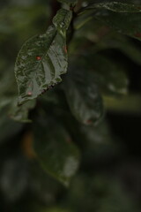 Fototapeta premium green leaf with dew drops on the ground