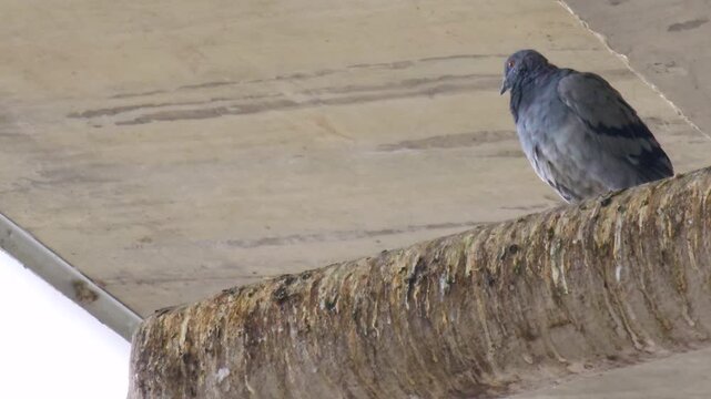 Urban pigeons foraging on walkway