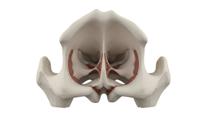 Obraz premium Human Pelvis Anatomy with Red Ligaments on Black Background bone skeleton