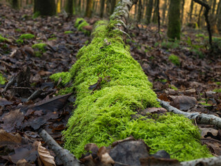 Close-up moss-covered fallen birch log on forest floor with brown leaves and blurred trees in warm autumn woodland light.