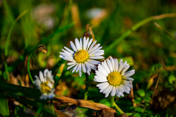 Close-up of white common daisies blooming in green grass on a sunny day.