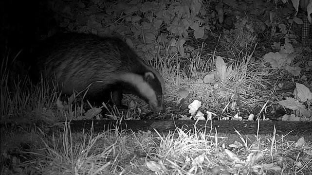 European badger  at  night  looking  for  food  in its  natural  habitat 