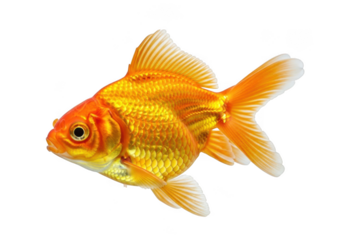 Vibrant orange goldfish with shiny scales swimming in mid-water, gleaming in the light, a beautiful aquatic pet, isolated on transparent background