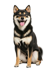 Obraz premium A studio photo portrait dog, black-white color, full body, sitting, smiling, looking at camera, isolated on transparent background