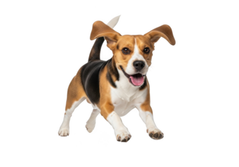 Happy beagle dog running with ears flapping and tail wagging isolated on transparent background