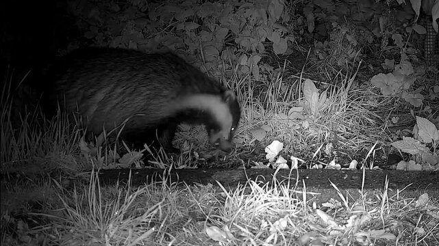 European badger  at  night  looking  for  food  in its  natural  habitat 