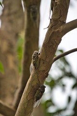 A closeup a black cicada sitting on the branch.  Nagasaki Japan
