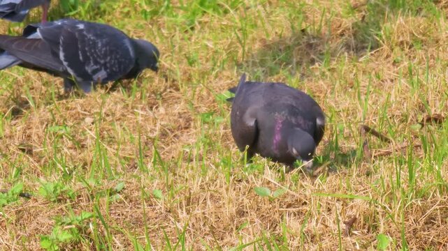 Urban pigeons foraging on walkway