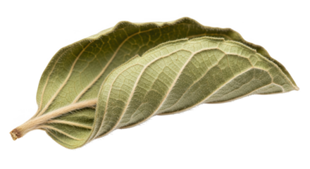 Close up of a dried green leaf with prominent veins and fuzzy edges on a black background texture